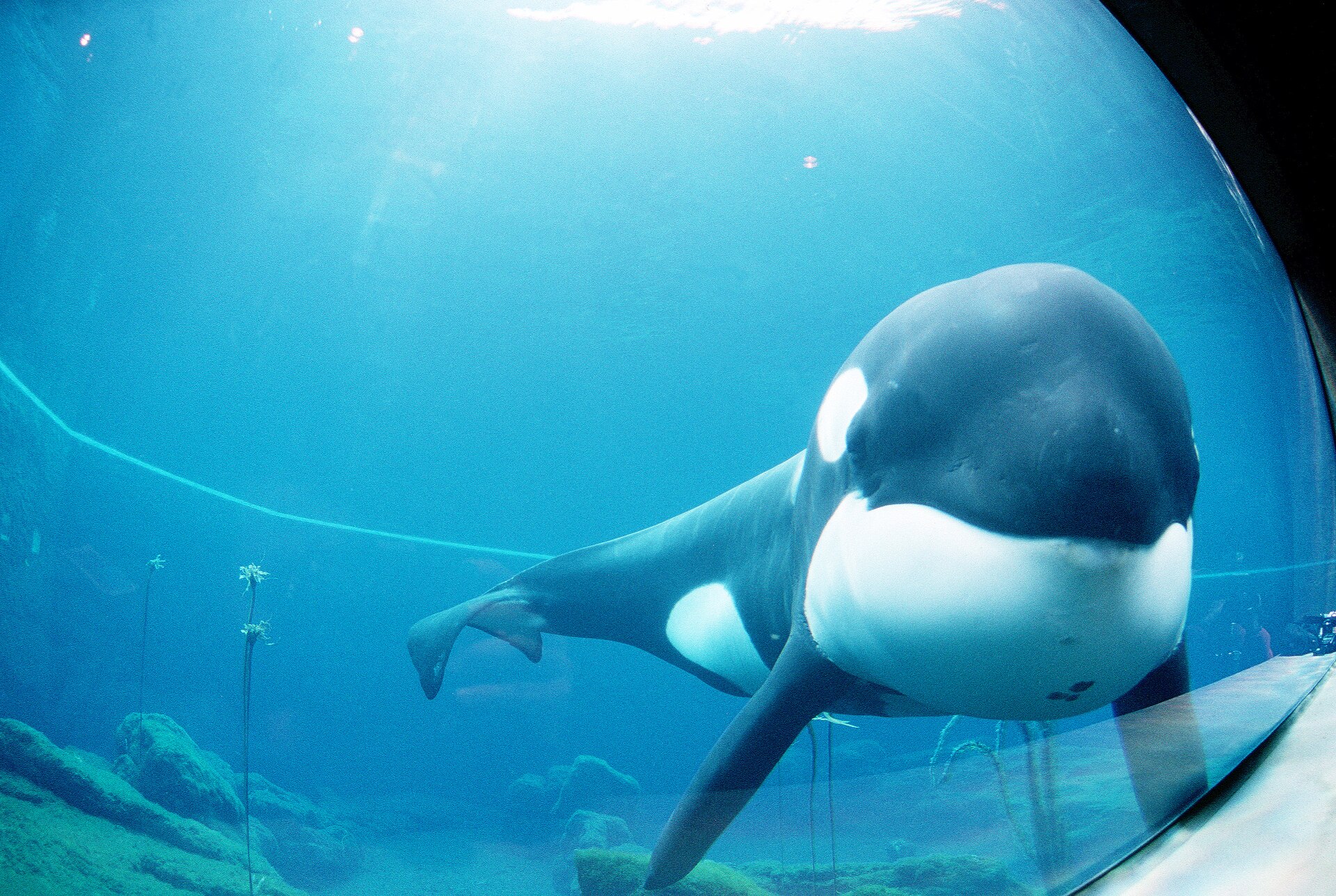 Imagem de referência relacionada a Free Willy, item descrito como filme de 1993 dirigido por Simon Wincer
