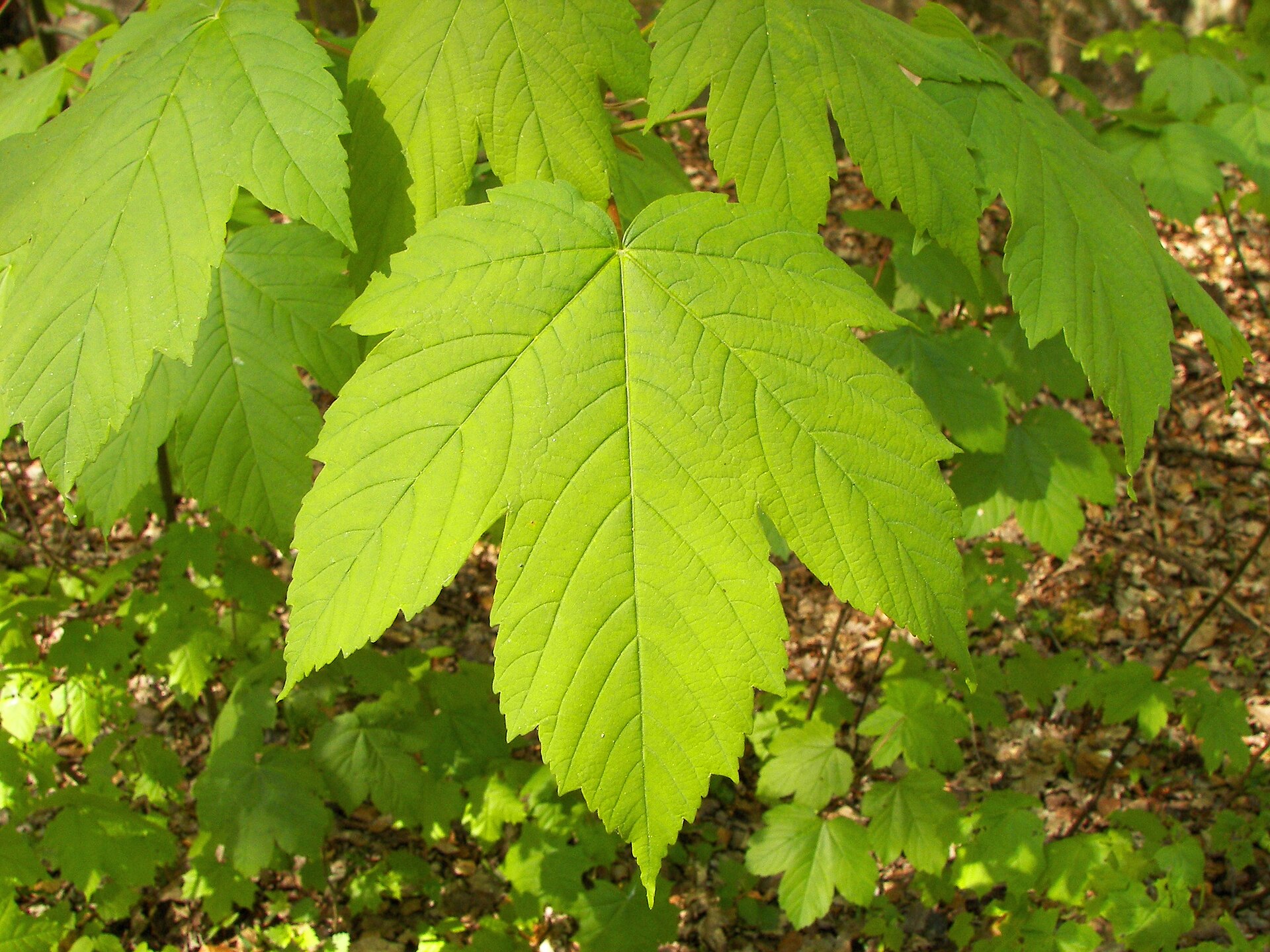 Imagem de referência relacionada a Maple, item descrito como registro de referência sobre Maple, organizado a partir de dados estruturados abertos