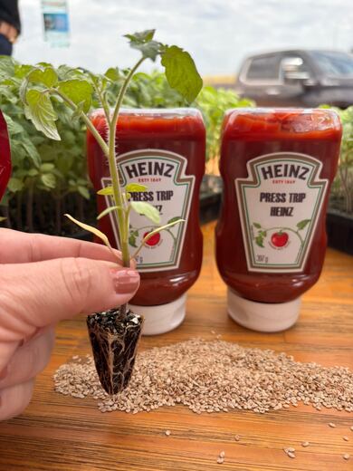 Do campo ao ketchup: a operação por trás de um dos produtos mais populares da mesa