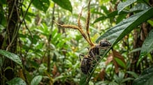 Fungo mortal que ‘derrete’ o cérebro se espalha, e cientistas nos EUA não sabem o porquê