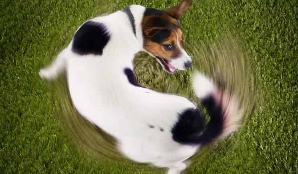 Seu cão dorme de barriga para cima? Entenda o que está por trás do hábito