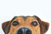 Seu cão dorme de barriga para cima? Entenda o que está por trás do hábito