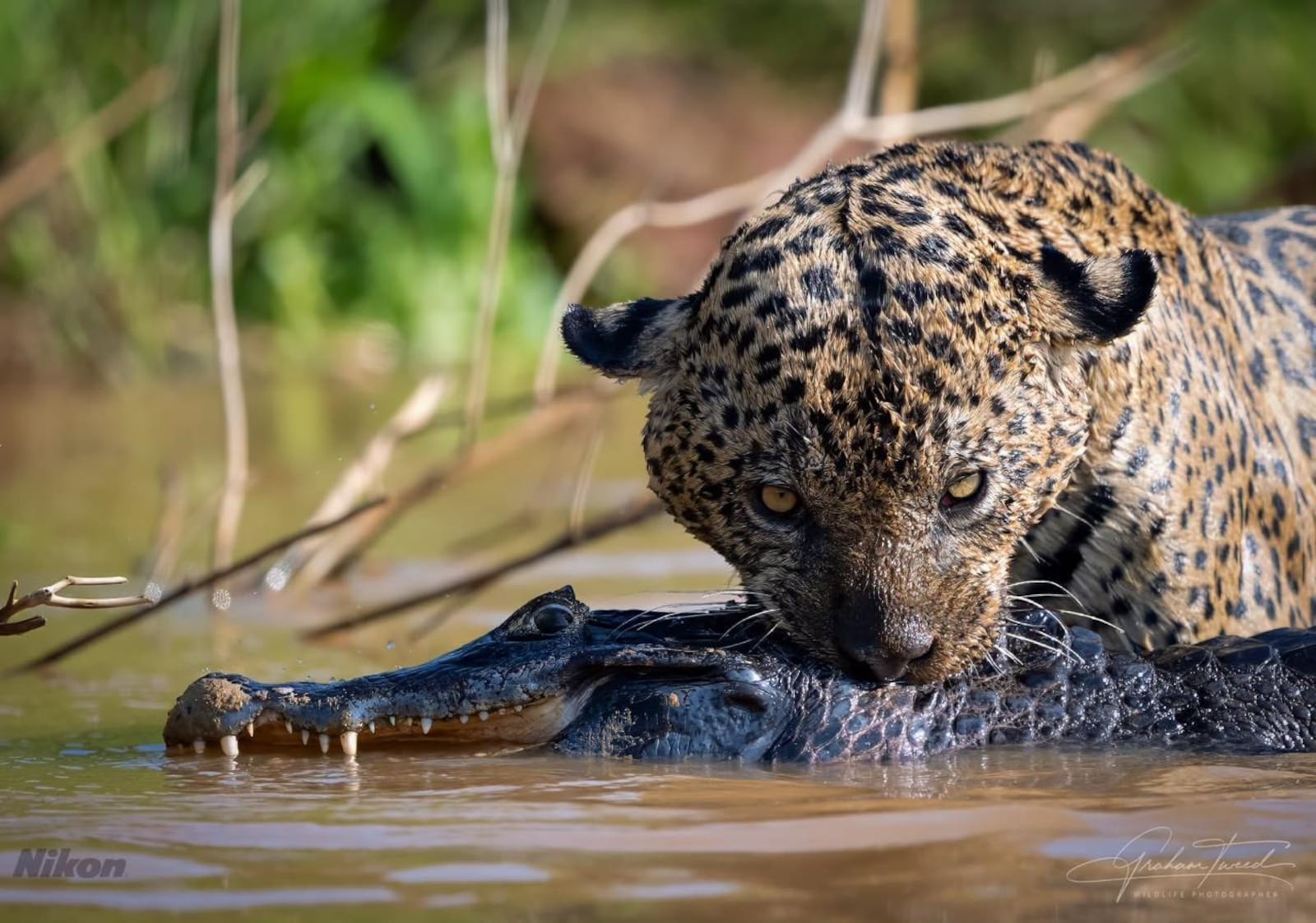 Onça depreda um jacaré em Porto Jofre, no Pantanal (MT))