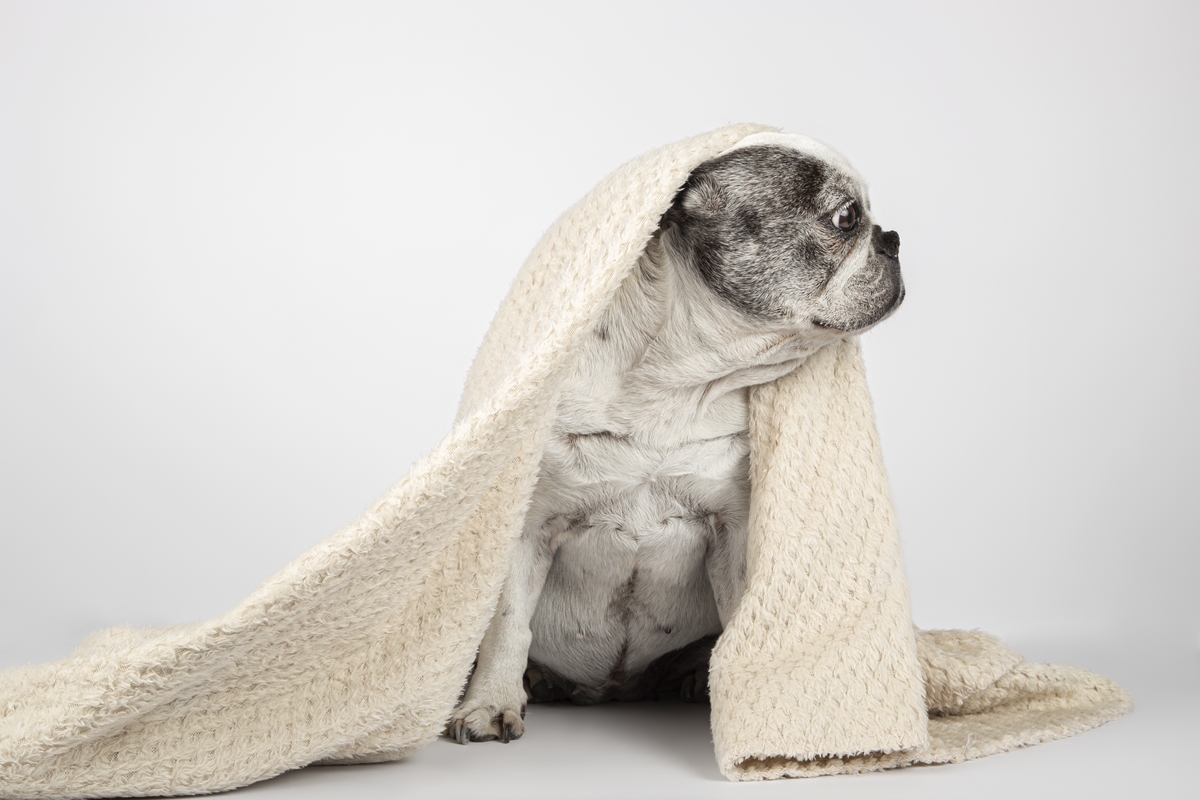 Adaptar a dieta e a rotina a diferentes fases aumenta a saúde dos pets