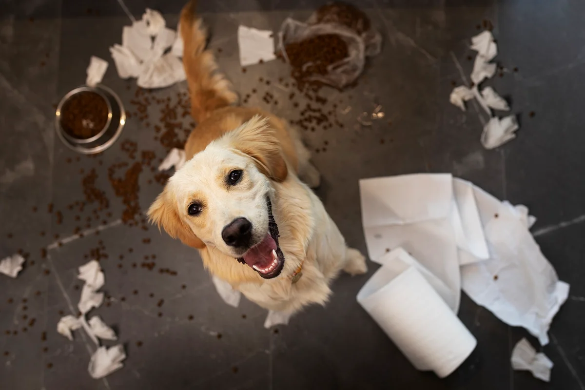 Imagem da matéria: Saiba por que cachorros amam brincar com lixo e como evitar esse hábito