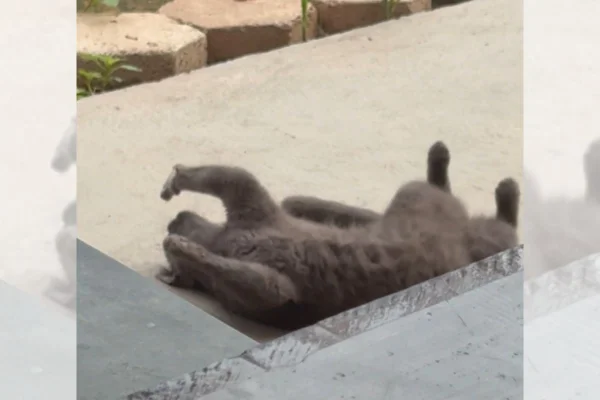 Instinto caçador? Que nada! Gato ignora passarinho e faz charme para tutora