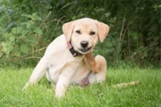 Seu cão dorme de barriga para cima? Entenda o que está por trás do hábito