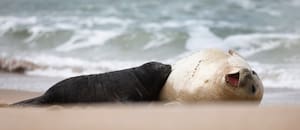 Alfredito, el elefante marino que nació y crece en una playa marplatense