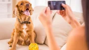 Seu cão dorme de barriga para cima? Entenda o que está por trás do hábito