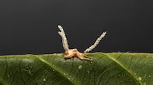 Fungo mortal que ‘derrete’ o cérebro se espalha, e cientistas nos EUA não sabem o porquê